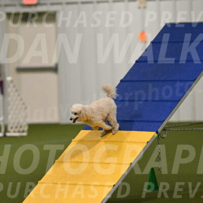 Beetle-Bug-Karen-A-Miller-12326