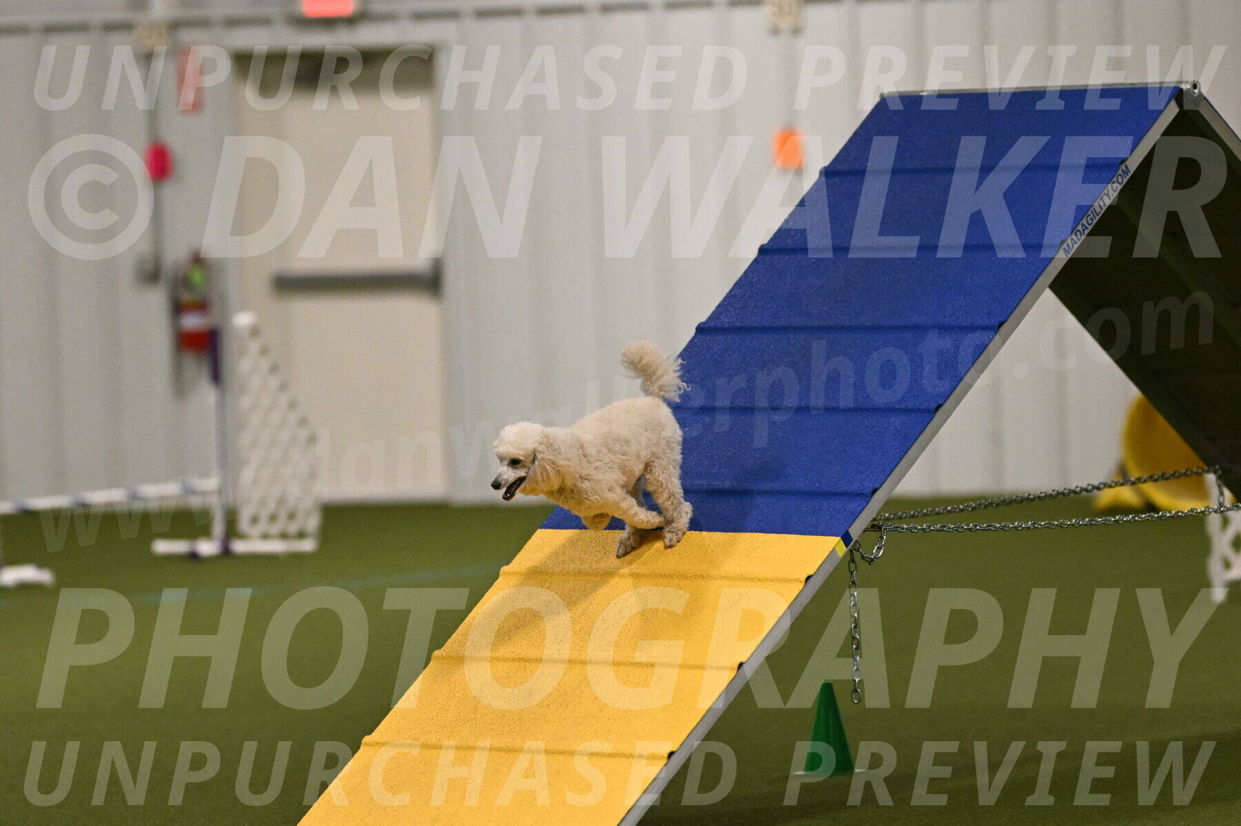 Beetle-Bug-Karen-A-Miller-12326