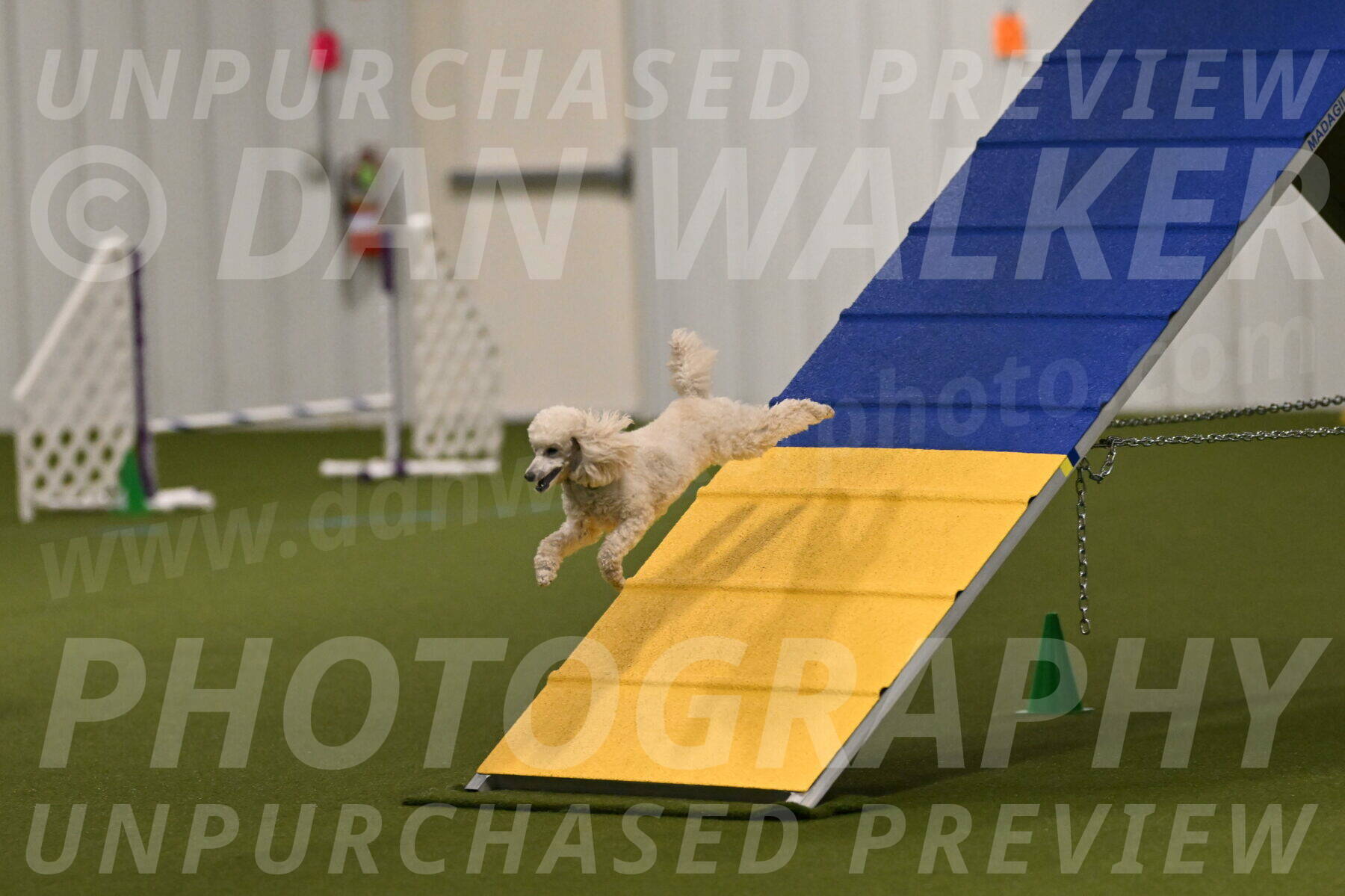 Beetle-Bug-Karen-A-Miller-12327