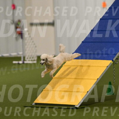 Beetle-Bug-Karen-A-Miller-12327