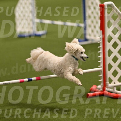 Beetle-Bug-Karen-A-Miller-12328