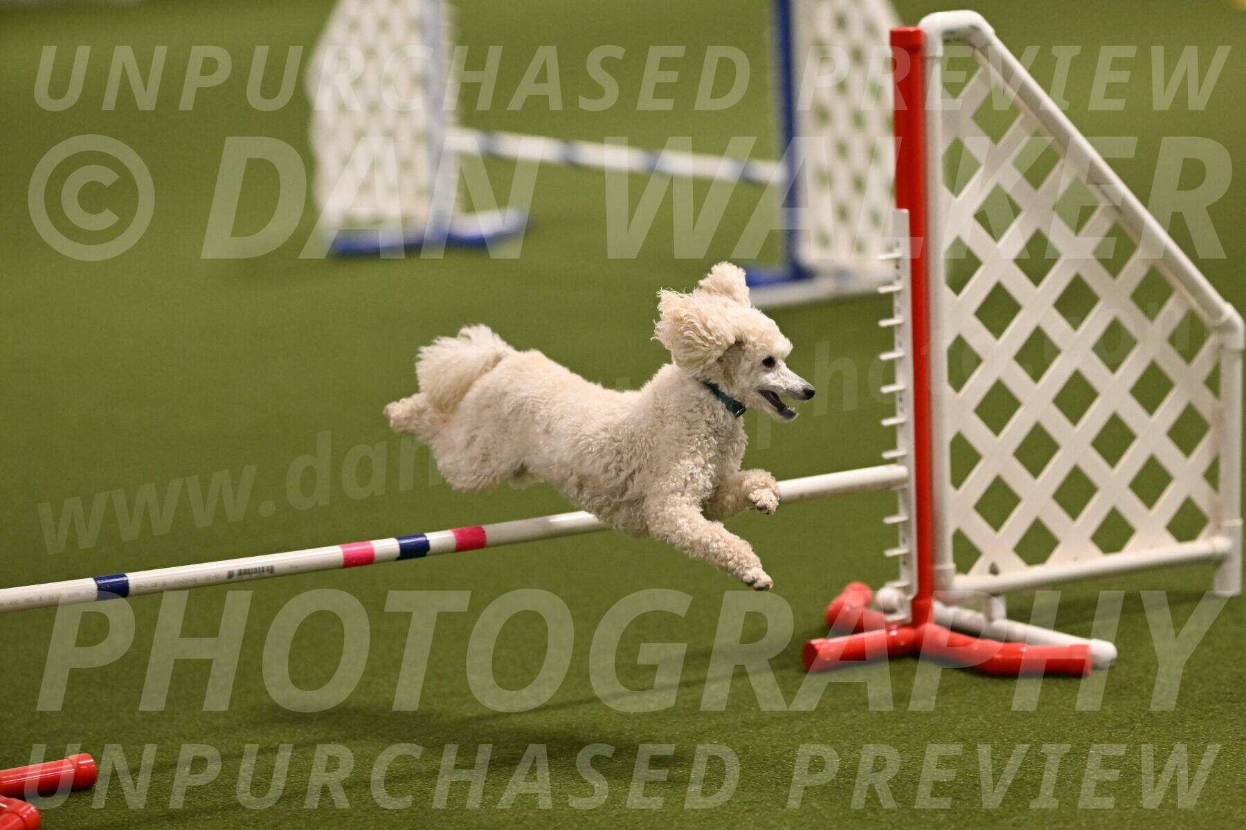 Beetle-Bug-Karen-A-Miller-12328