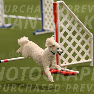 Beetle-Bug-Karen-A-Miller-12329