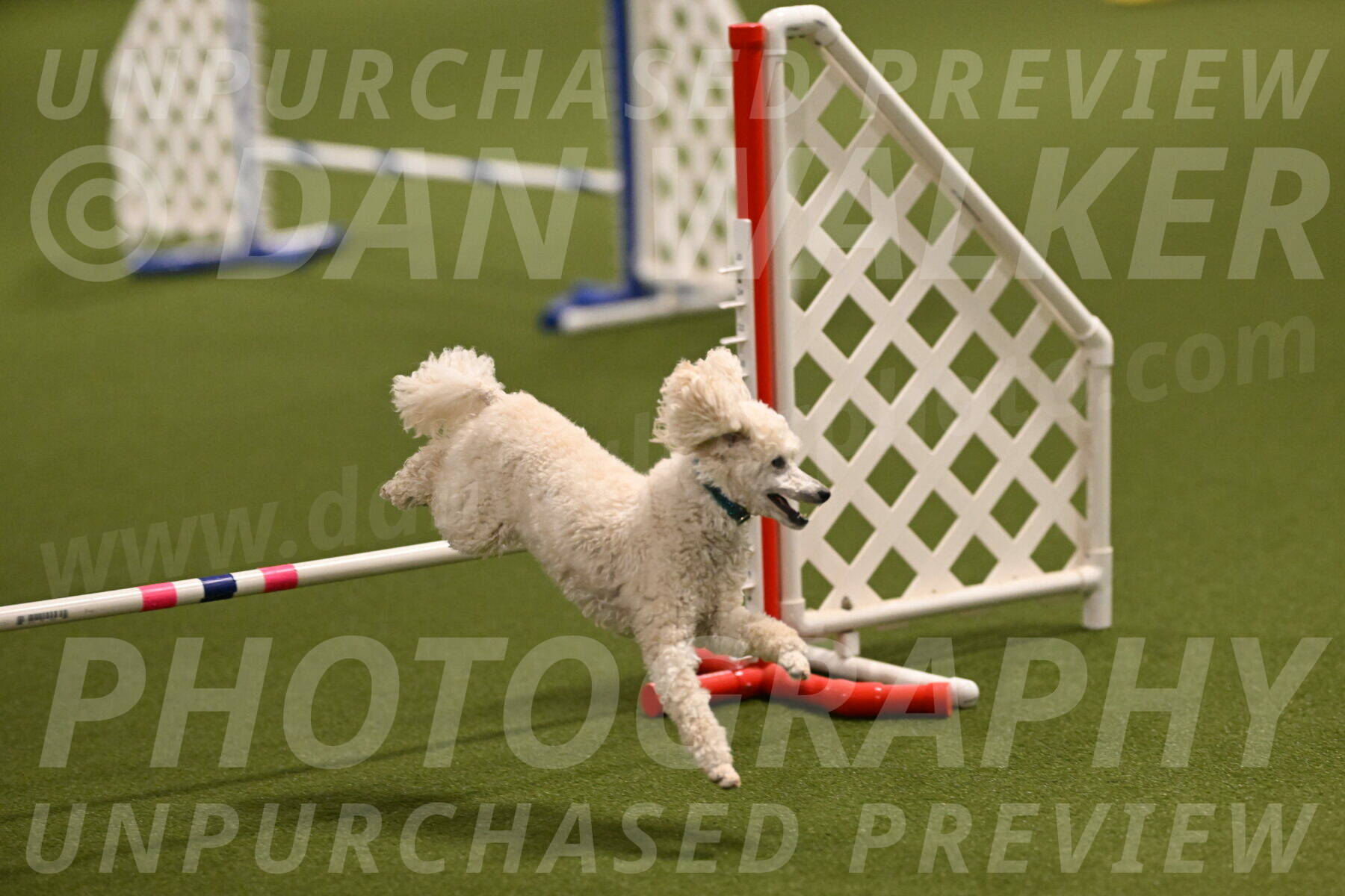 Beetle-Bug-Karen-A-Miller-12329