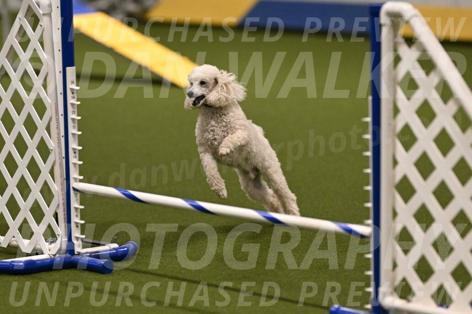 Beetle-Bug-Karen-A-Miller-12330