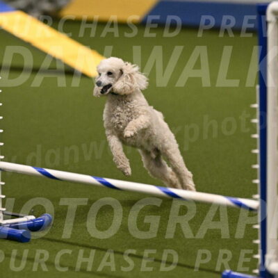 Beetle-Bug-Karen-A-Miller-12330