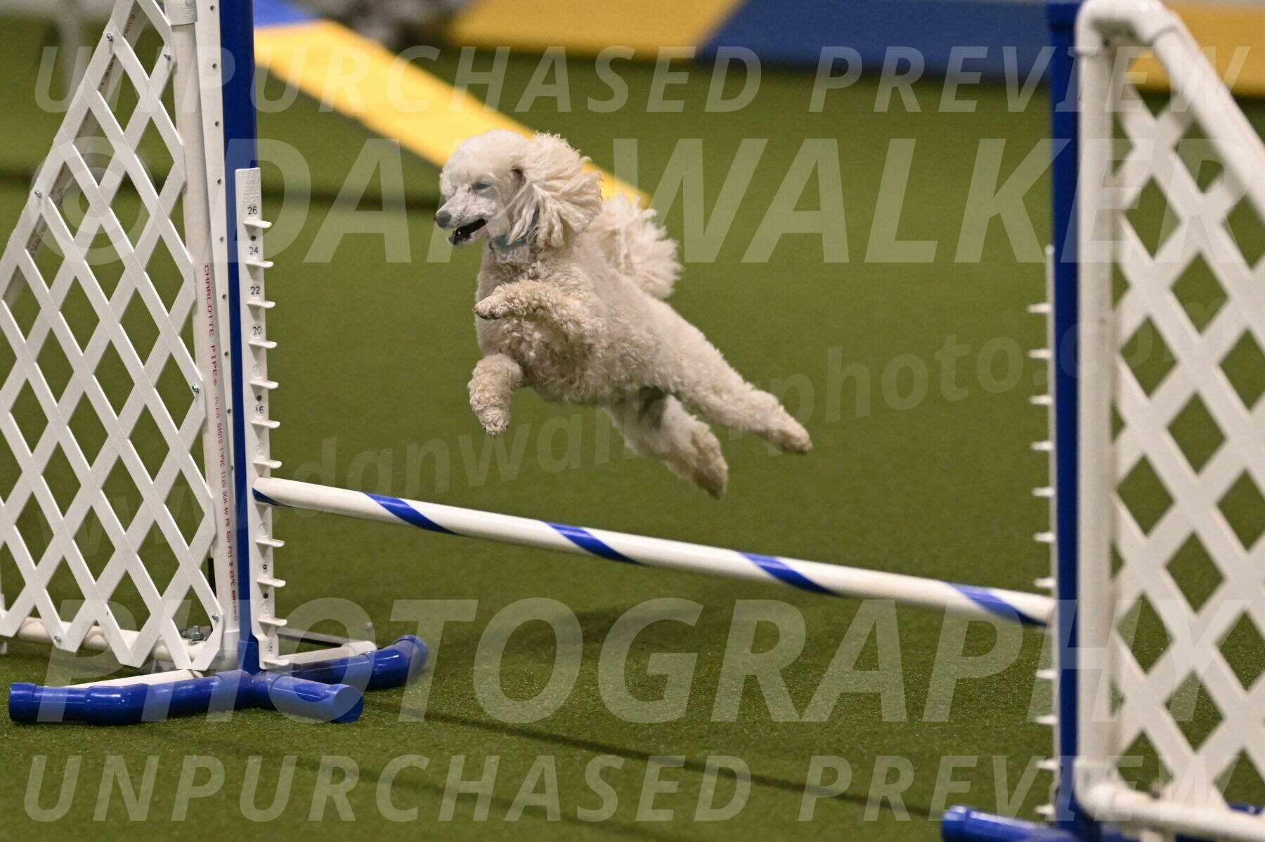 Beetle-Bug-Karen-A-Miller-12331