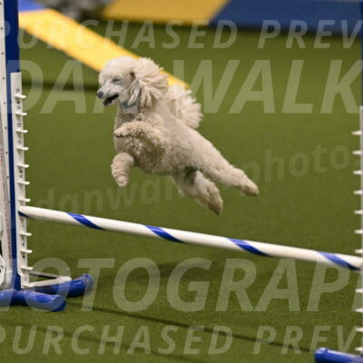 Beetle-Bug-Karen-A-Miller-12331