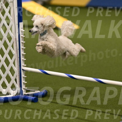 Beetle-Bug-Karen-A-Miller-12332