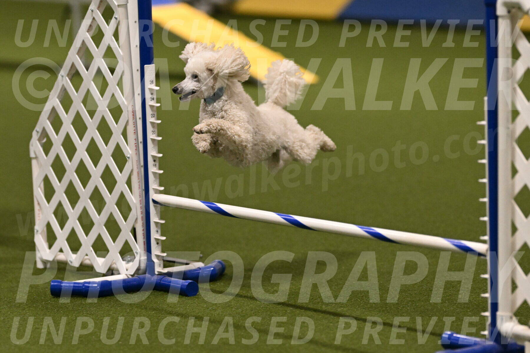 Beetle-Bug-Karen-A-Miller-12332