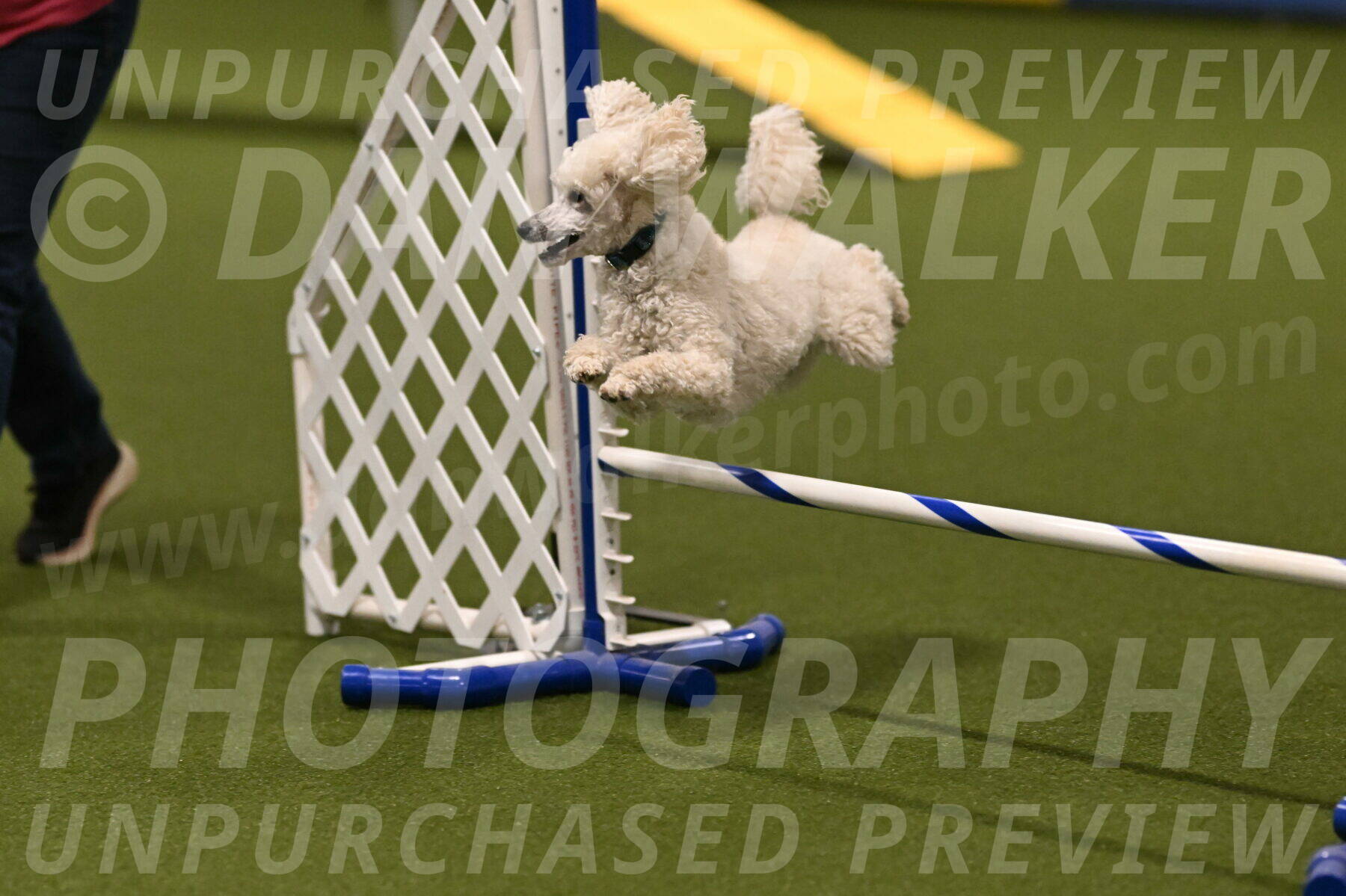 Beetle-Bug-Karen-A-Miller-12333