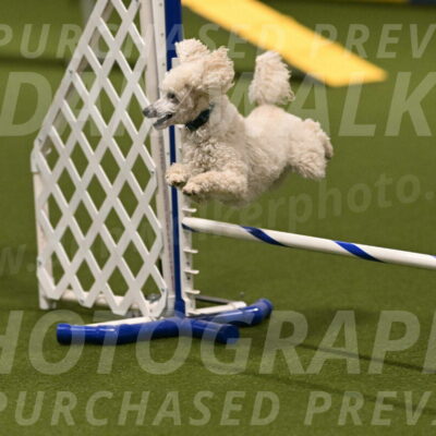 Beetle-Bug-Karen-A-Miller-12333