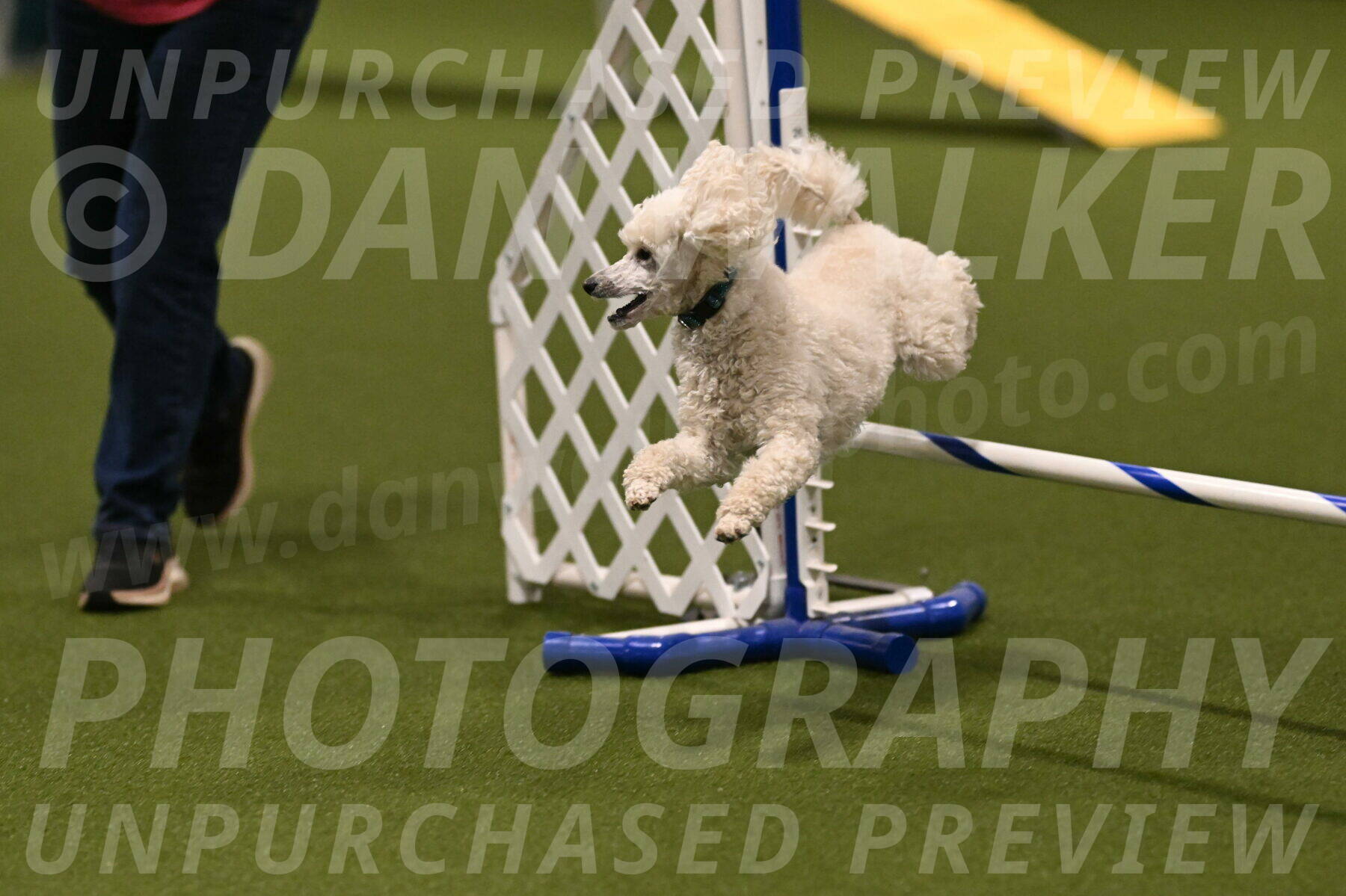 Beetle-Bug-Karen-A-Miller-12334