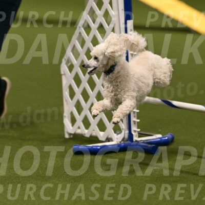 Beetle-Bug-Karen-A-Miller-12334