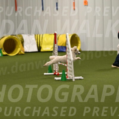 Beetle-Bug-Karen-A-Miller-12335