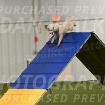 Beetle-Bug-Karen-A-Miller-12336