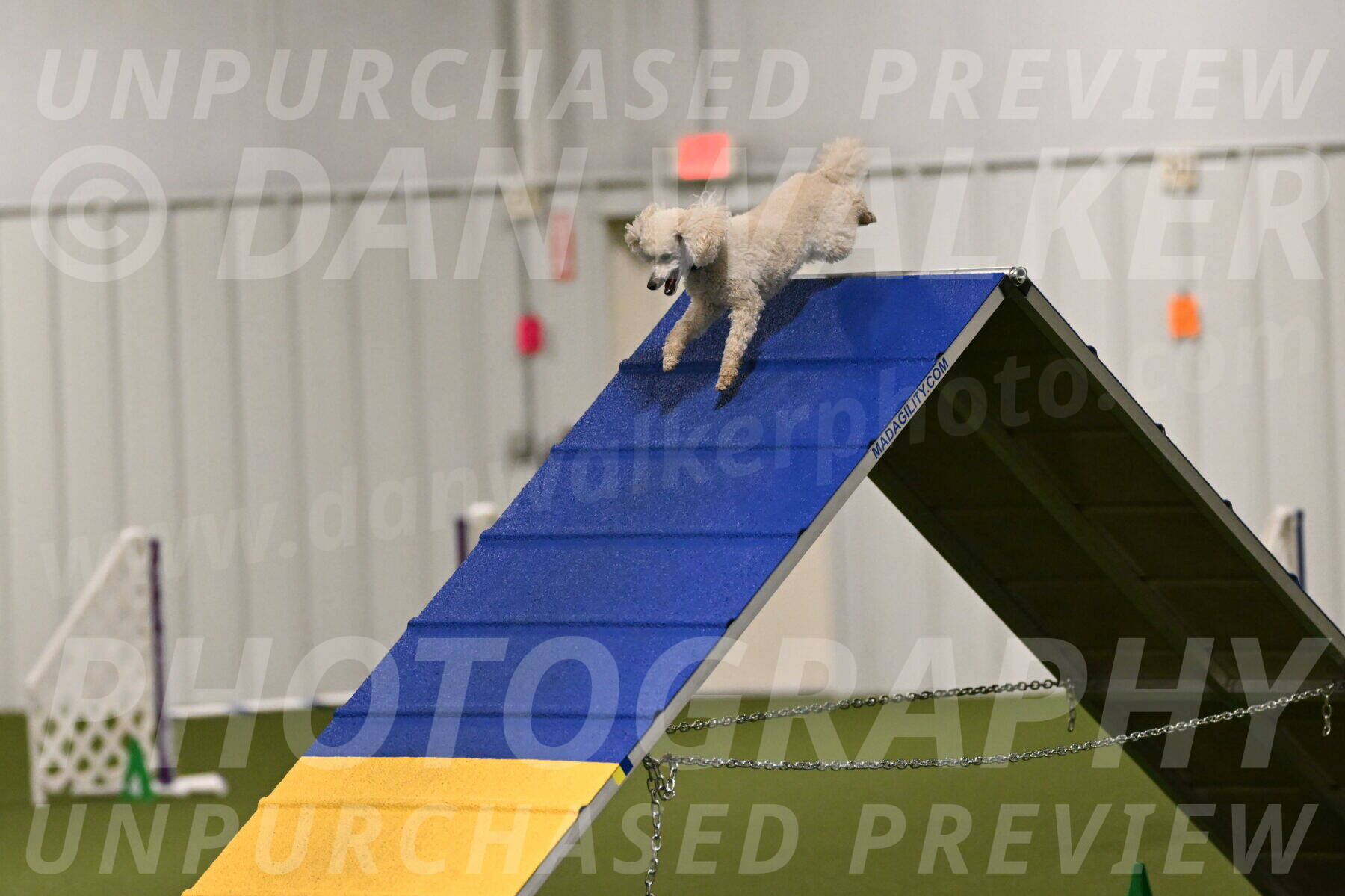 Beetle-Bug-Karen-A-Miller-12336