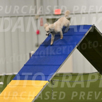 Beetle-Bug-Karen-A-Miller-12337