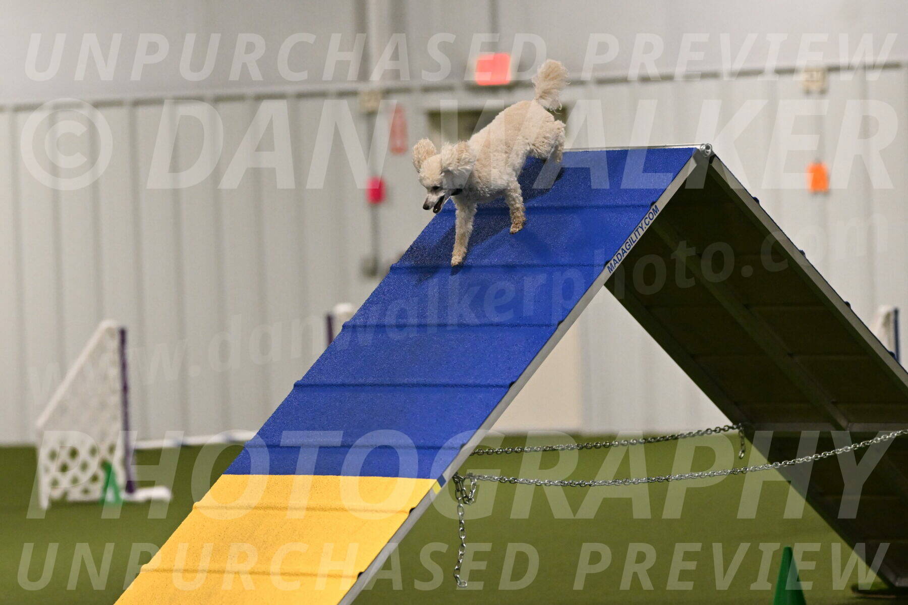 Beetle-Bug-Karen-A-Miller-12337