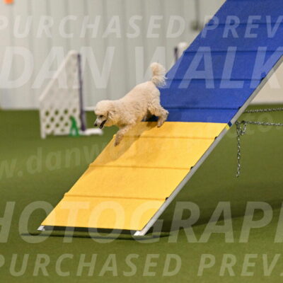 Beetle-Bug-Karen-A-Miller-12338