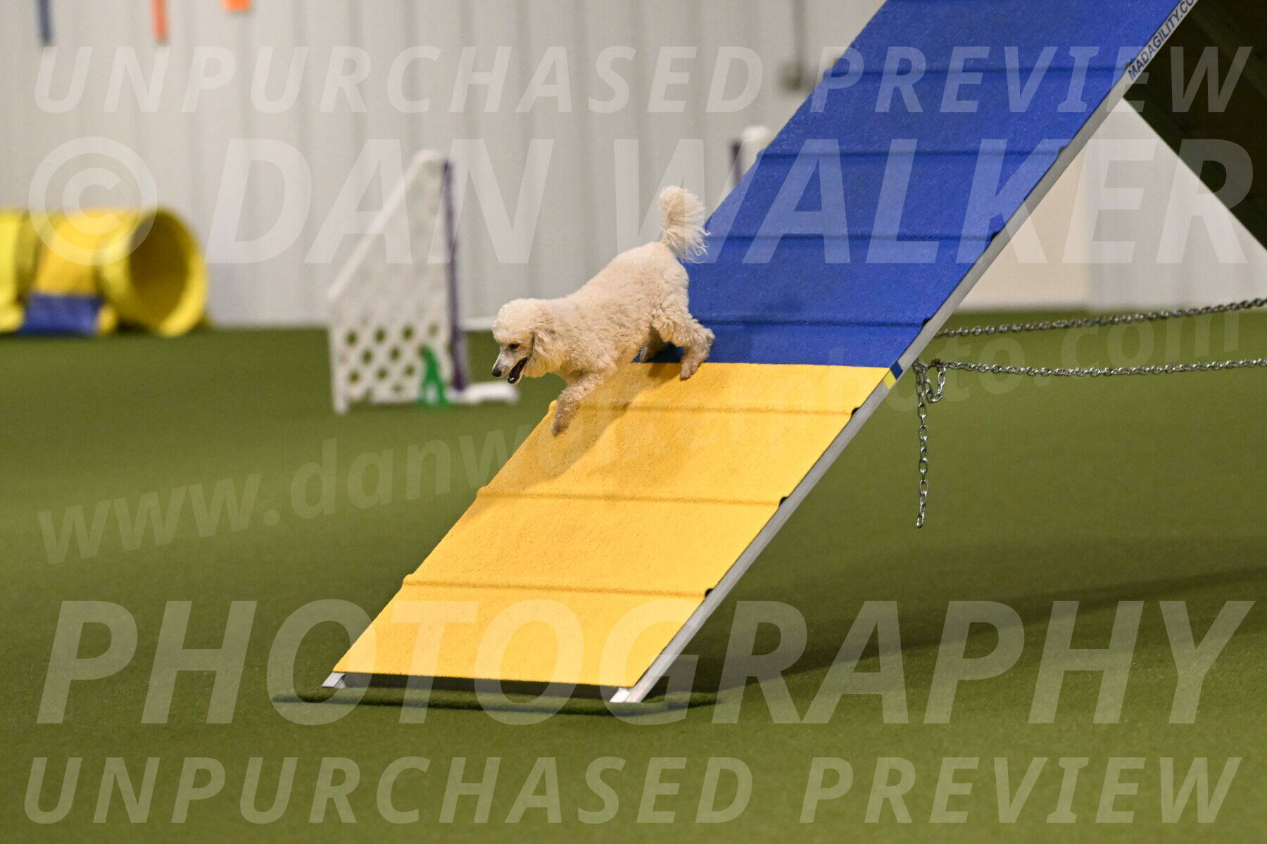 Beetle-Bug-Karen-A-Miller-12338