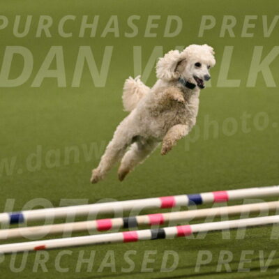 Beetle-Bug-Karen-A-Miller-12339