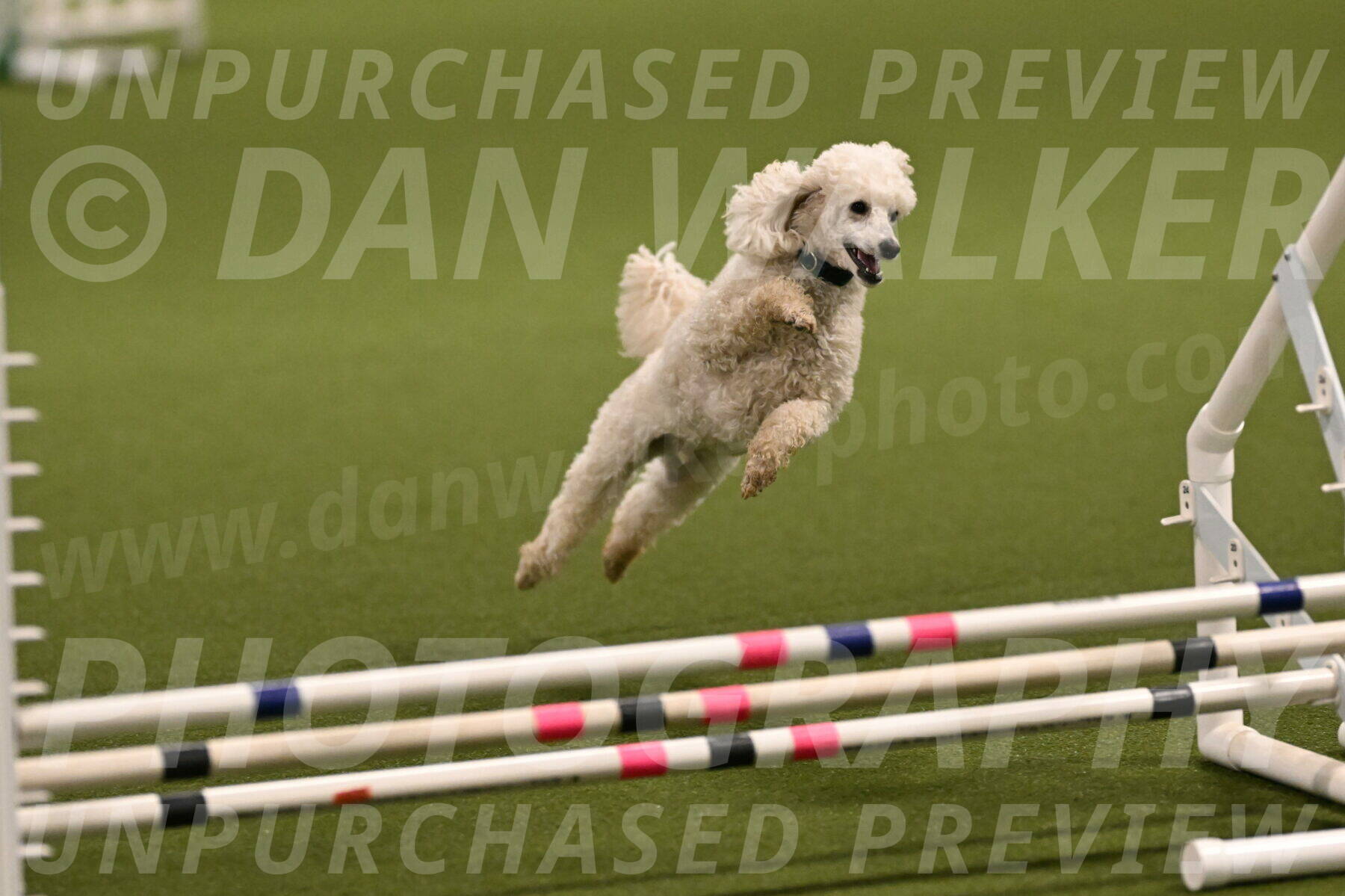 Beetle-Bug-Karen-A-Miller-12339