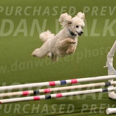 Beetle-Bug-Karen-A-Miller-12340