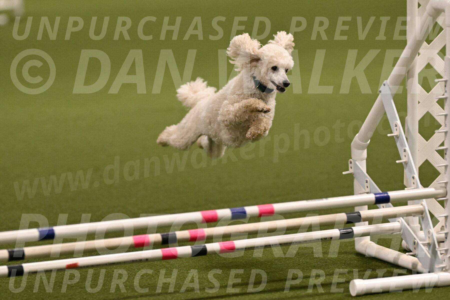 Beetle-Bug-Karen-A-Miller-12340