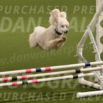 Beetle-Bug-Karen-A-Miller-12341