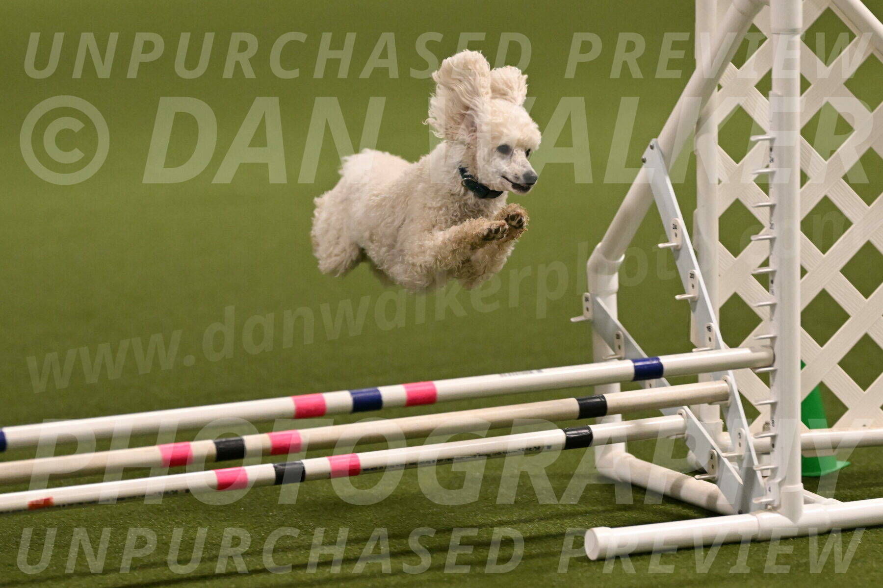 Beetle-Bug-Karen-A-Miller-12341