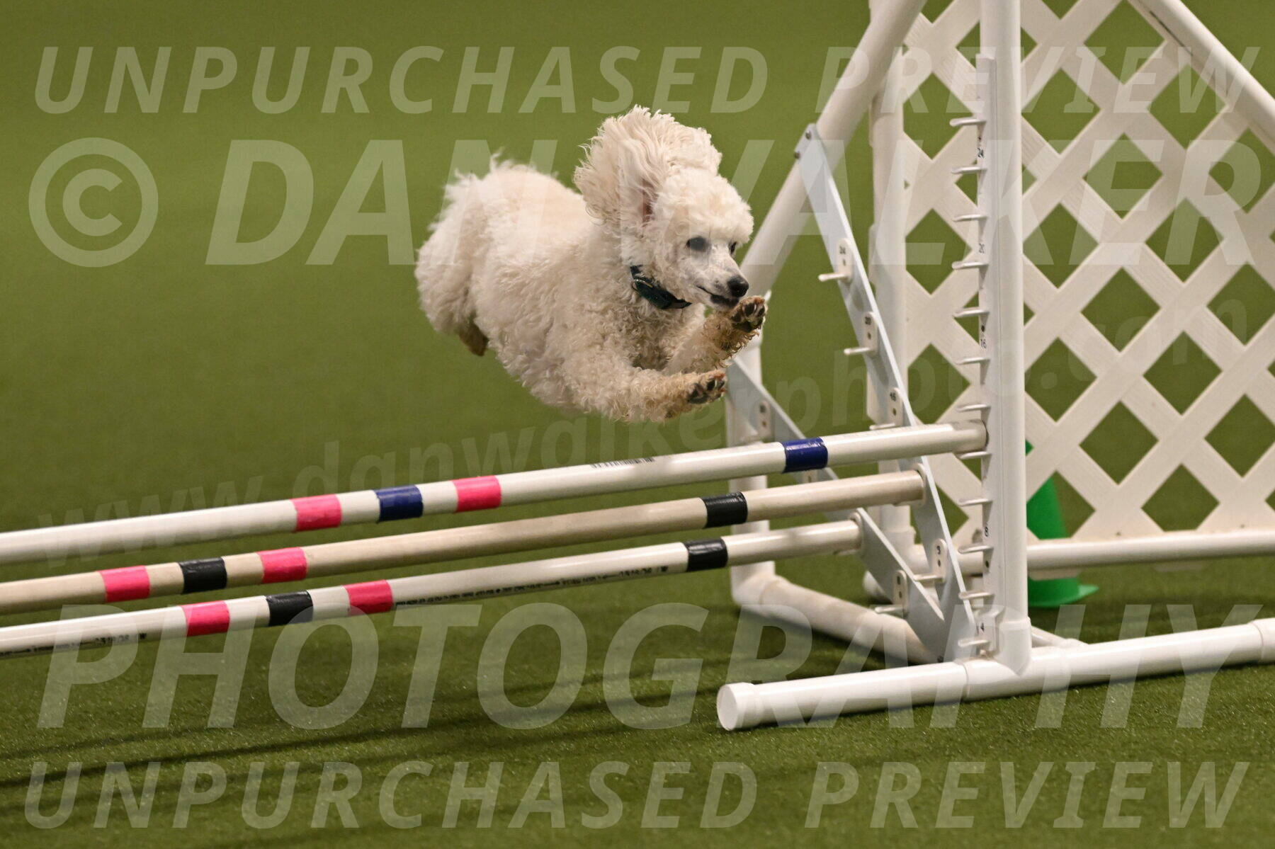 Beetle-Bug-Karen-A-Miller-12342