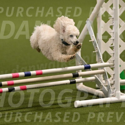 Beetle-Bug-Karen-A-Miller-12342