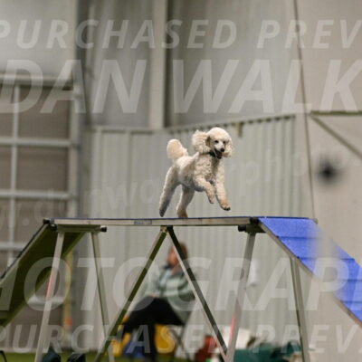 Beetle-Bug-Karen-A-Miller-12343