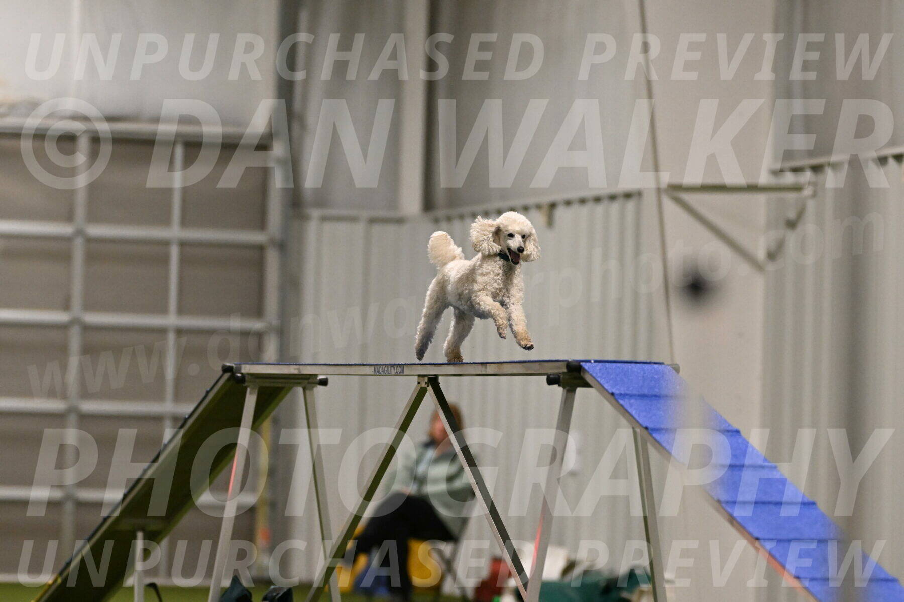 Beetle-Bug-Karen-A-Miller-12343