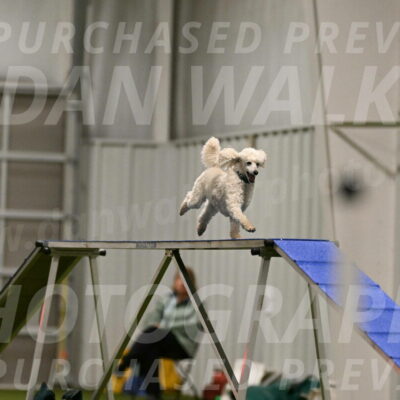 Beetle-Bug-Karen-A-Miller-12344