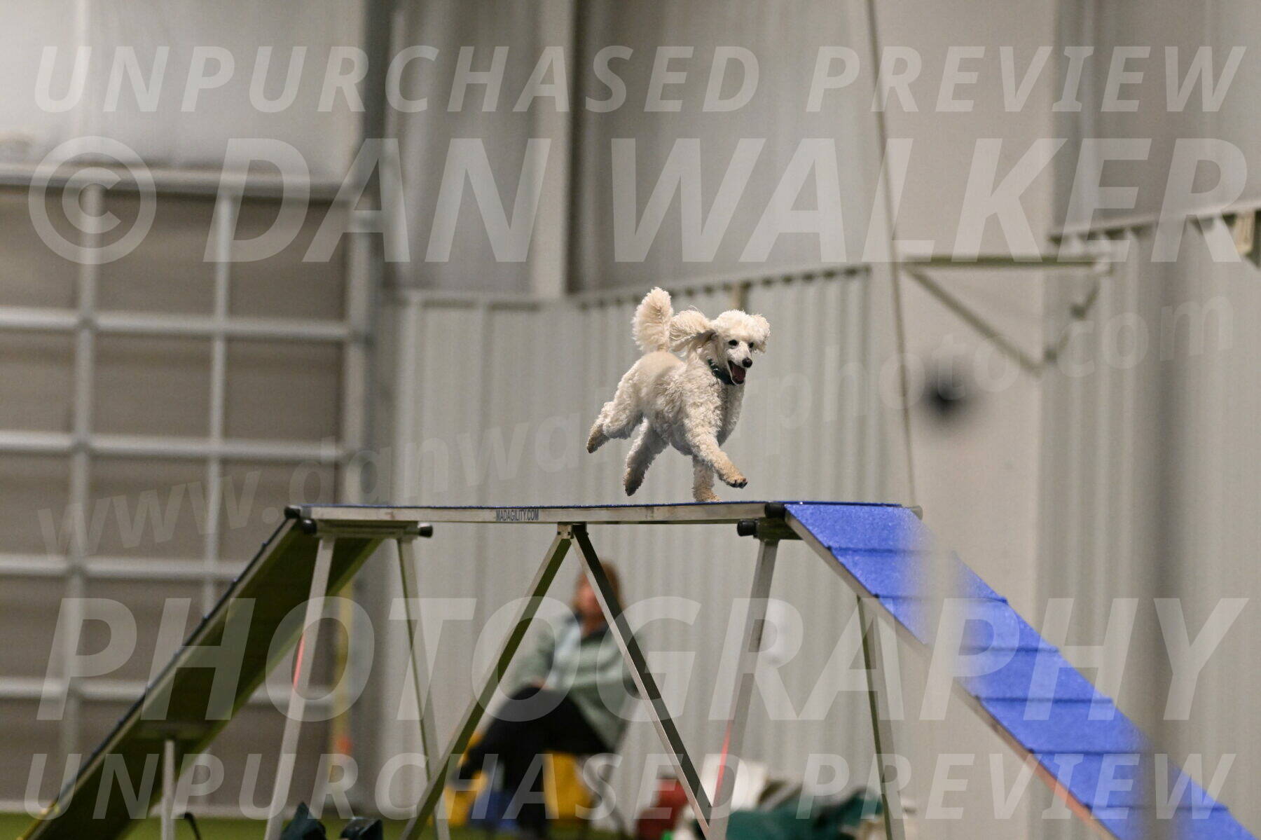 Beetle-Bug-Karen-A-Miller-12344