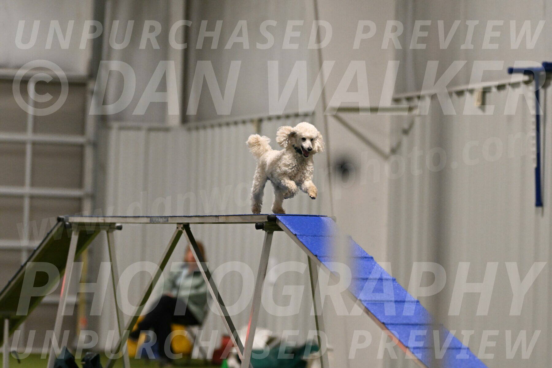 Beetle-Bug-Karen-A-Miller-12345