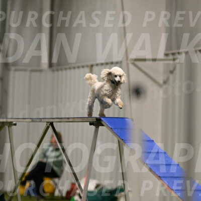 Beetle-Bug-Karen-A-Miller-12345