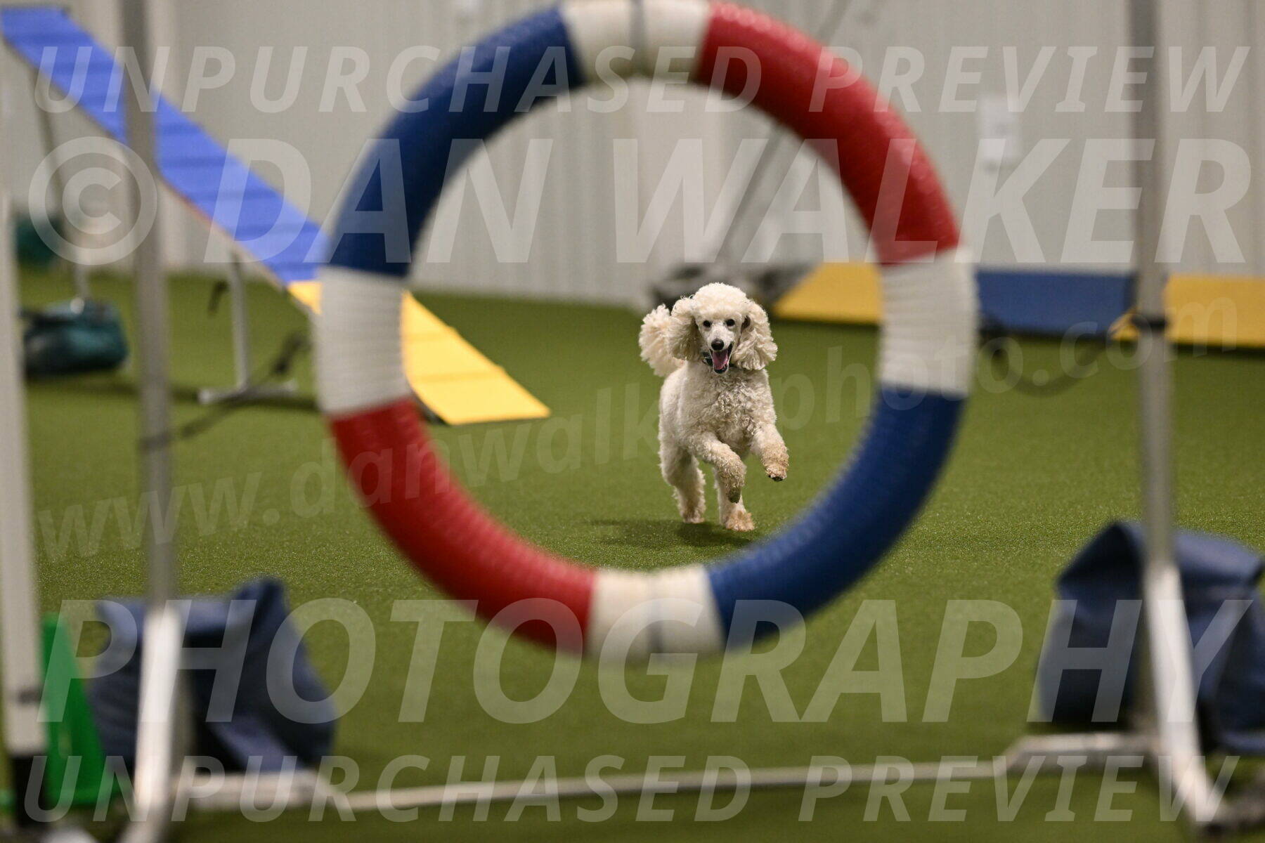 Beetle-Bug-Karen-A-Miller-12346