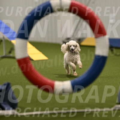 Beetle-Bug-Karen-A-Miller-12346