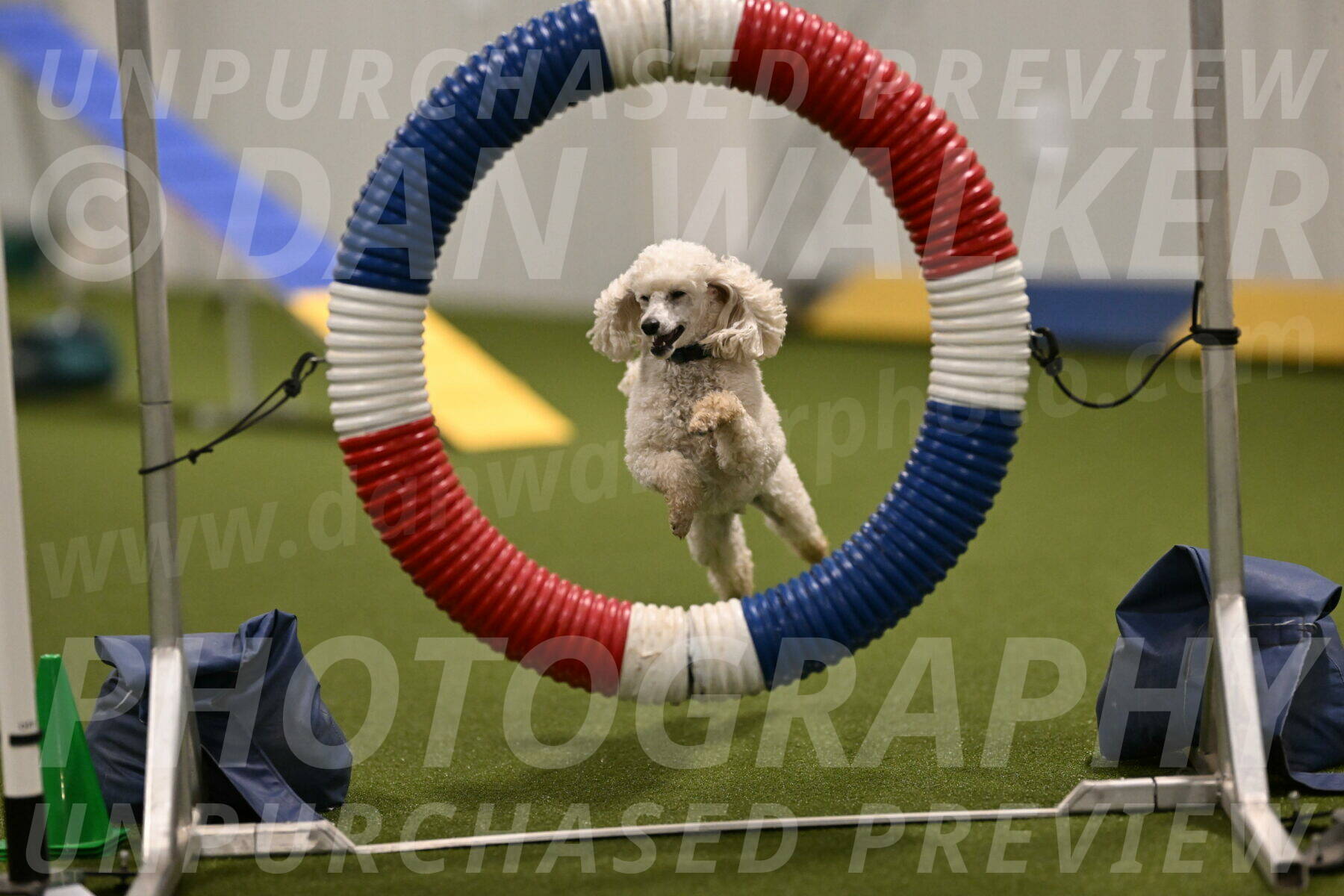 Beetle-Bug-Karen-A-Miller-12347