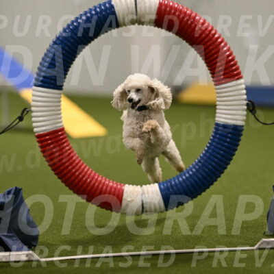 Beetle-Bug-Karen-A-Miller-12347