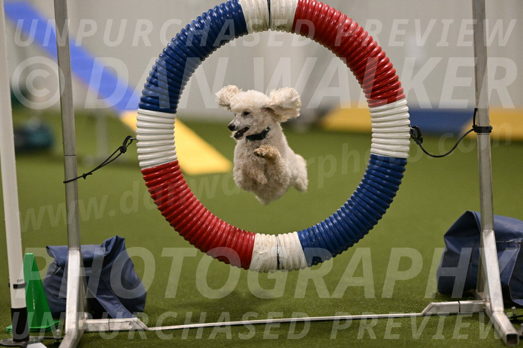 Beetle-Bug-Karen-A-Miller-12348