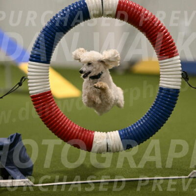 Beetle-Bug-Karen-A-Miller-12348