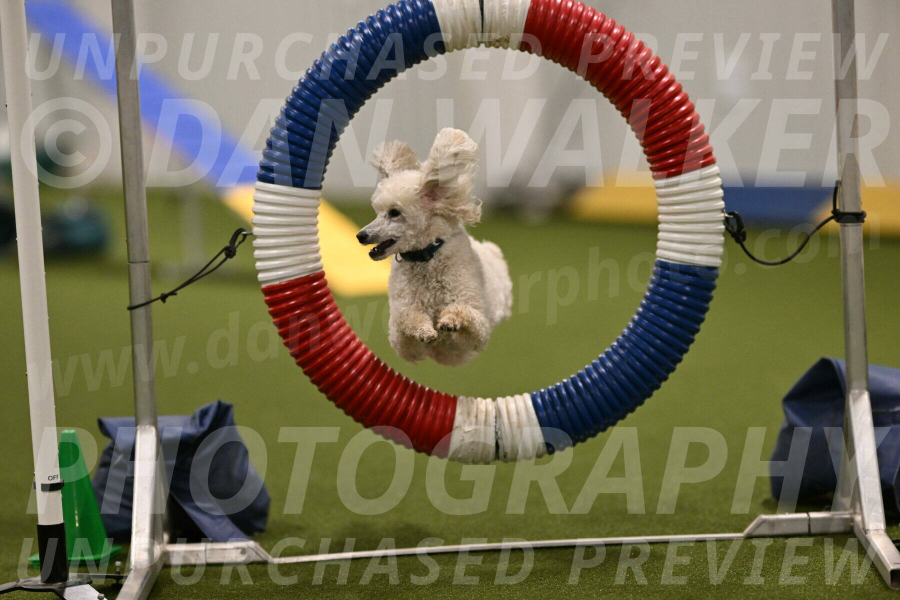 Beetle-Bug-Karen-A-Miller-12349