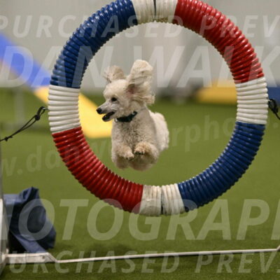 Beetle-Bug-Karen-A-Miller-12349