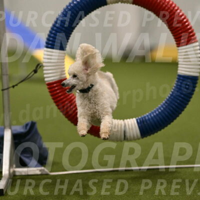 Beetle-Bug-Karen-A-Miller-12350