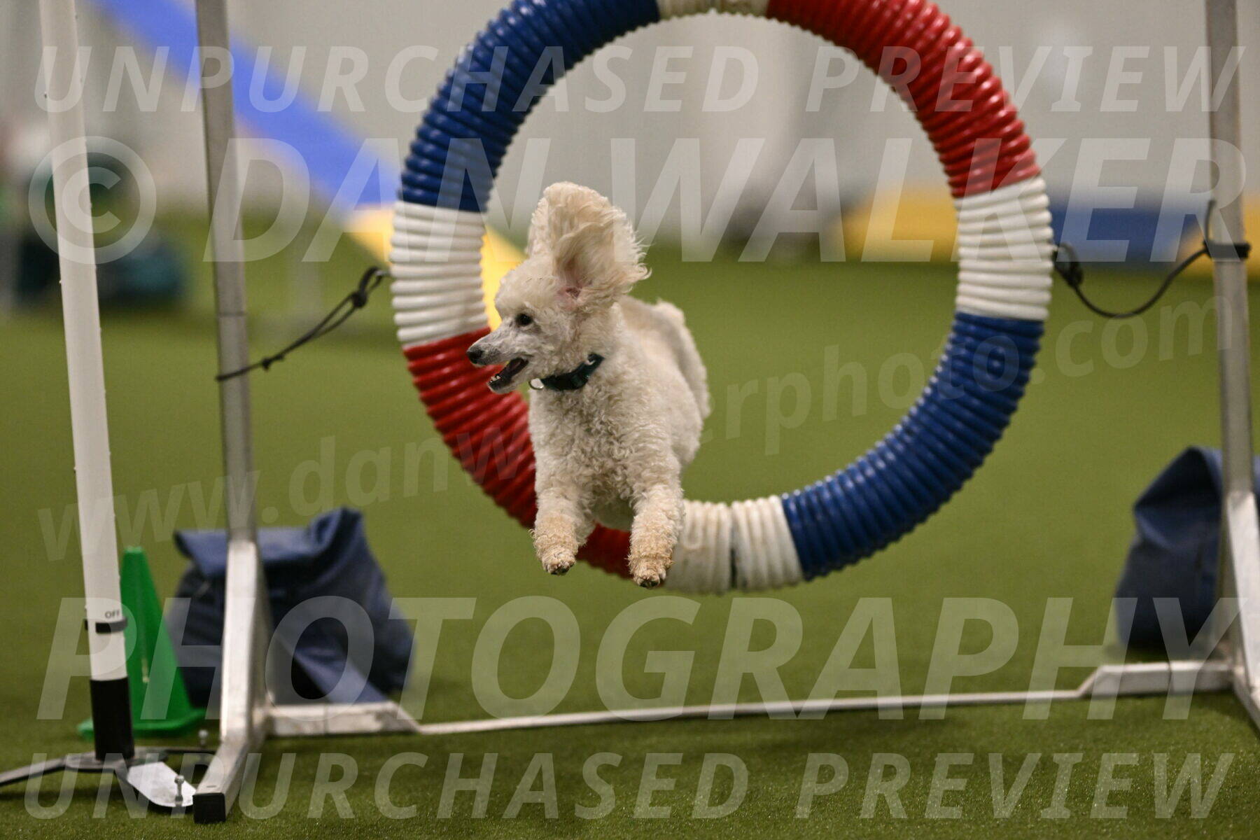 Beetle-Bug-Karen-A-Miller-12350