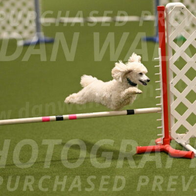 Beetle-Bug-Karen-A-Miller-12351